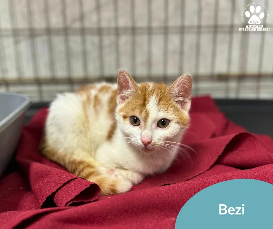 Bezi, male Mixed Breed for adoption at OTOZ Animals — Schronisko w Starogardzie Gdańskim