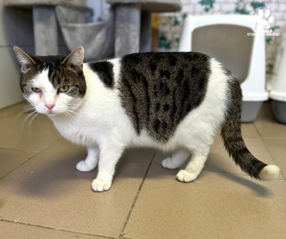 Tekla, female Mixed Breed for adoption at OTOZ Animals — Schronisko w Starogardzie Gdańskim