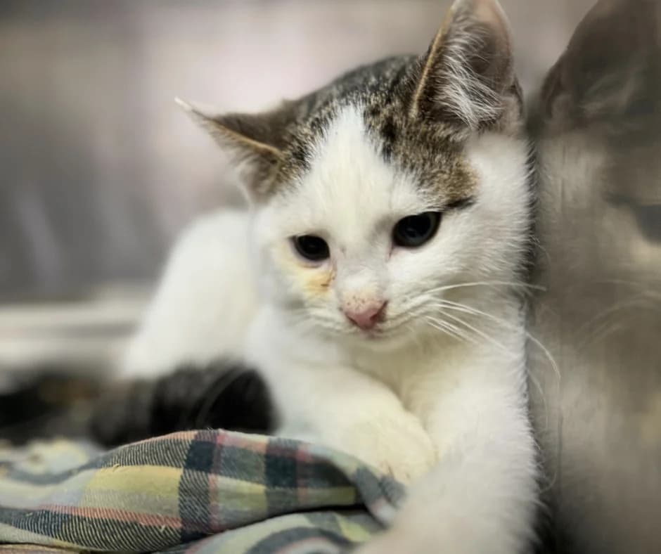 Łatek, male Mixed Breed for adoption at OTOZ Animals — Schronisko w Starogardzie Gdańskim