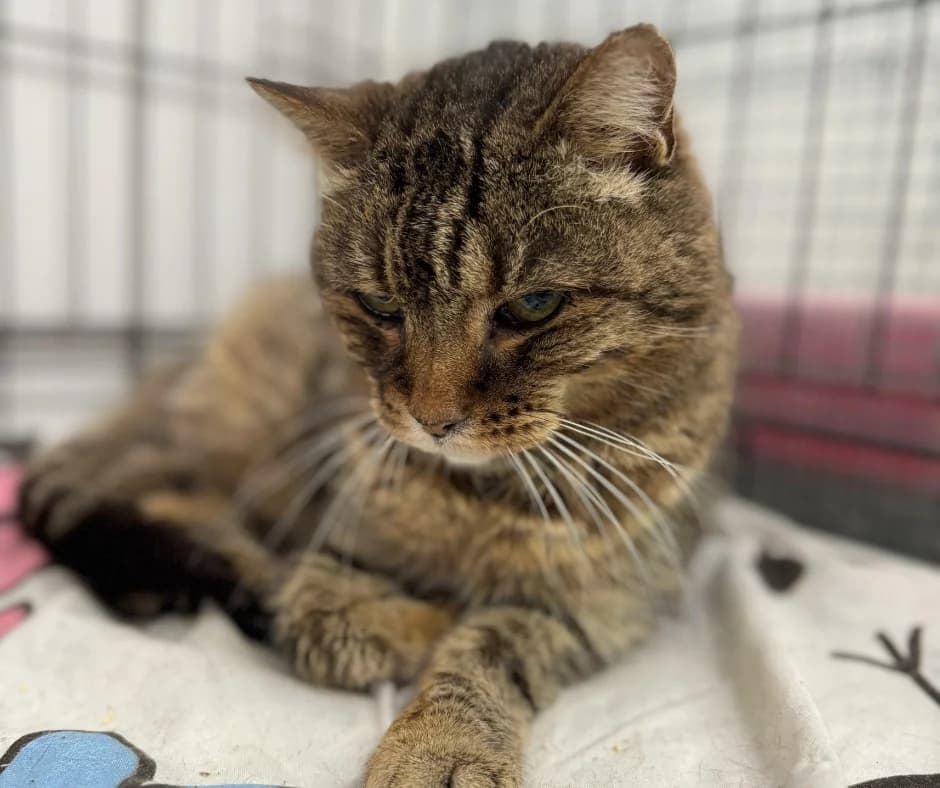 Konstantyna, female Mixed Breed for adoption at OTOZ Animals — Schronisko w Starogardzie Gdańskim