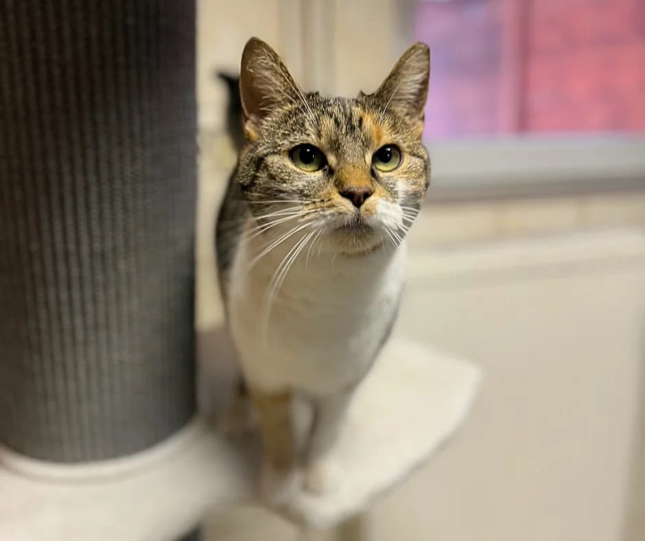 Józia, Mixed Breed for adoption at OTOZ Animals — Schronisko w Starogardzie Gdańskim