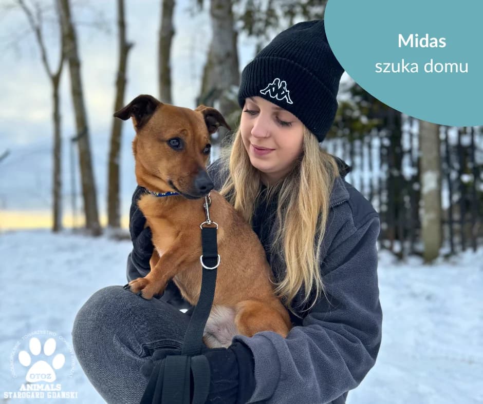 Midas, male 5yo Mixed Breed for adoption at OTOZ Animals — Schronisko w Starogardzie Gdańskim