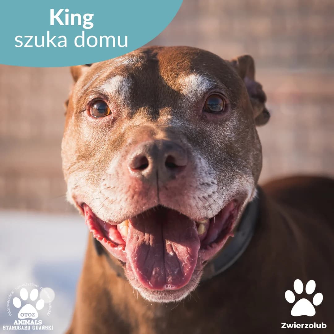 King, 5yo Mixed Breed for adoption at OTOZ Animals — Schronisko w Starogardzie Gdańskim