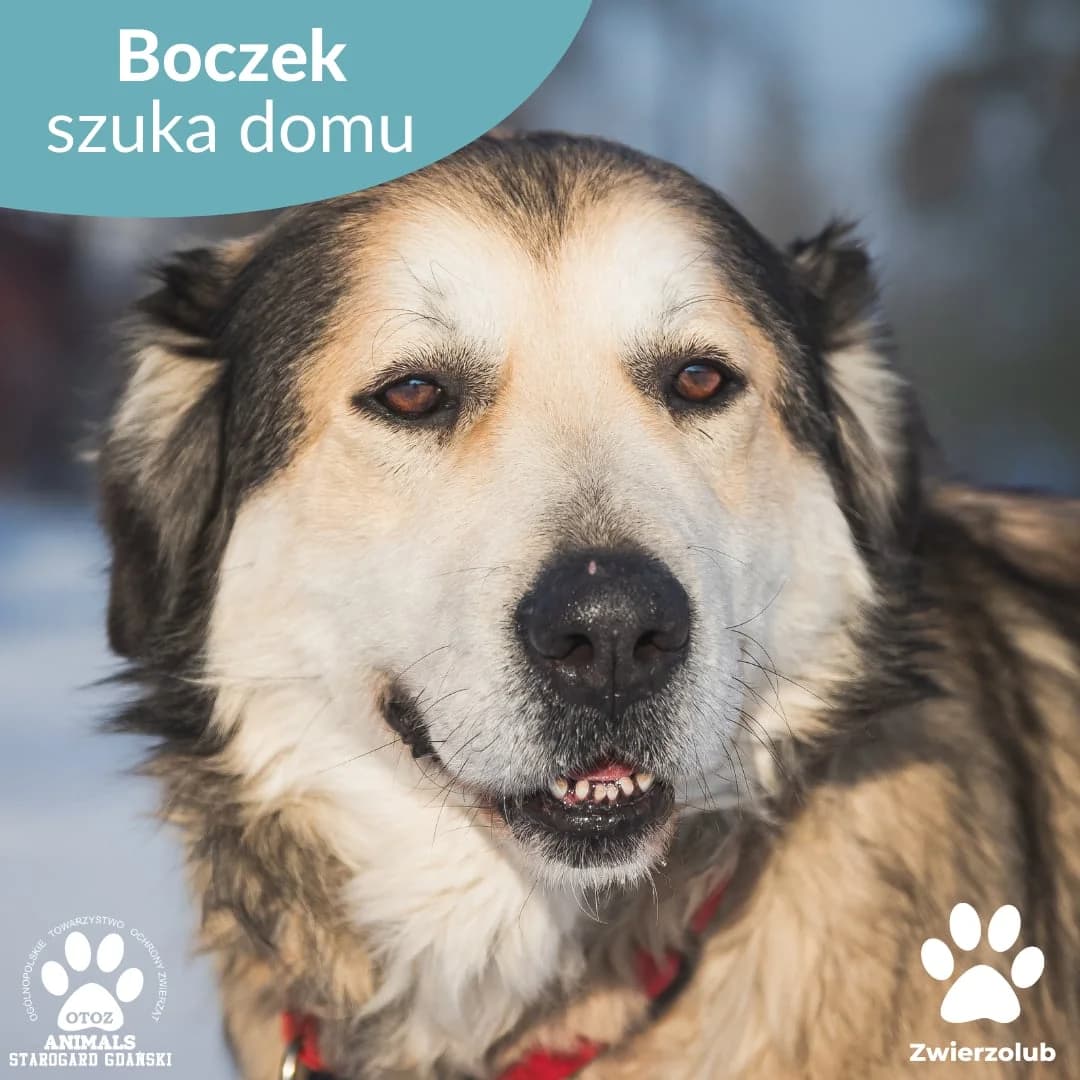 Boczek, male 5yo Mixed Breed for adoption at OTOZ Animals — Schronisko w Starogardzie Gdańskim