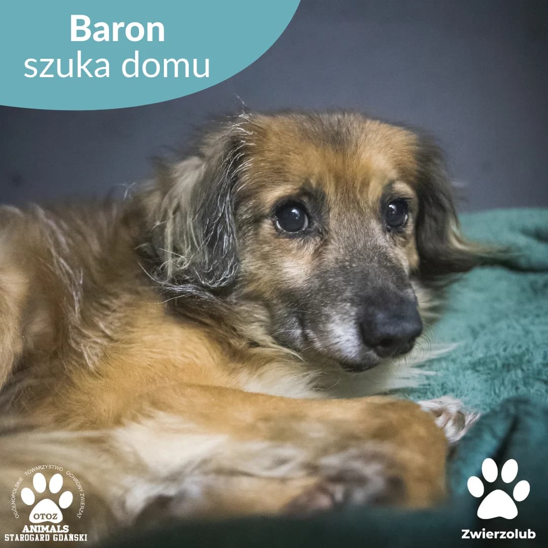 Baron, male senior mixed breed for adoption at OTOZ Animals — Schronisko w Starogardzie Gdańskim