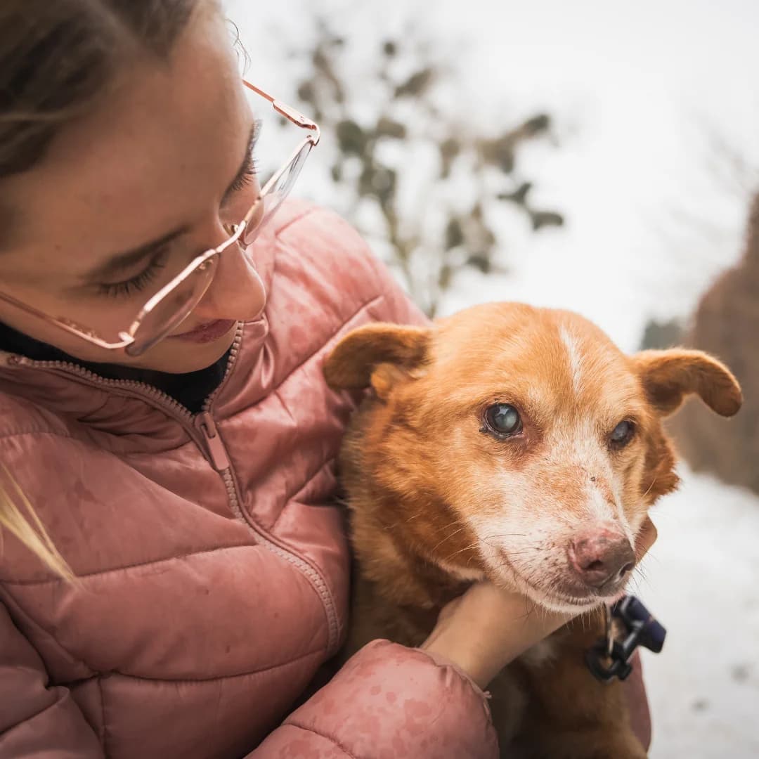 Dziadzio, rudy male senior mixed breed for adoption at OTOZ Animals — Schronisko w Starogardzie Gdańskim