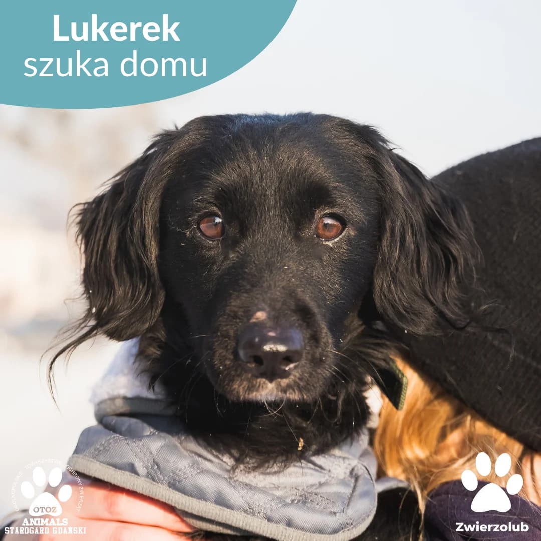 Lukerek, czarny male young Mixed Breed for adoption at OTOZ Animals — Schronisko w Starogardzie Gdańskim