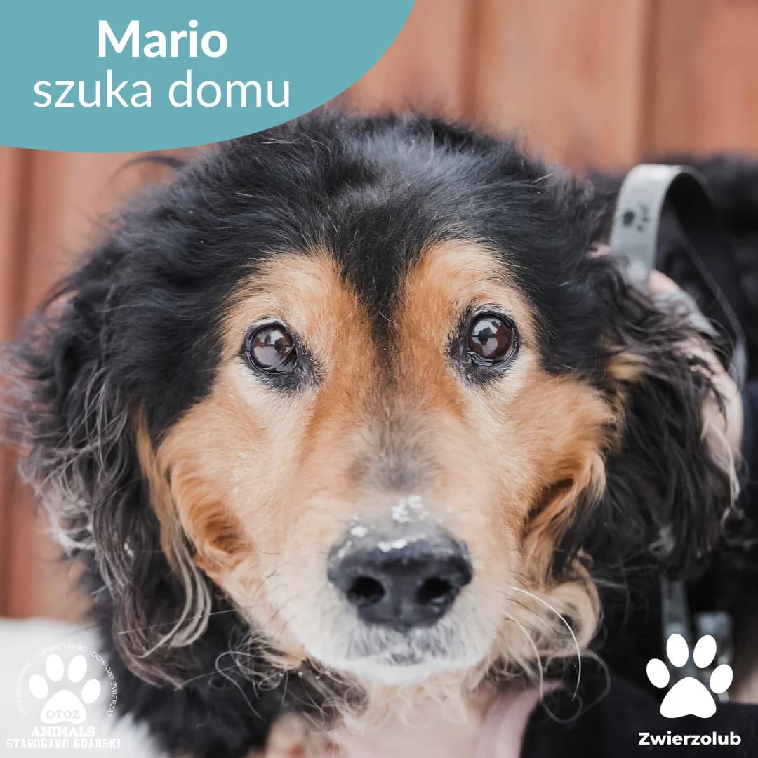 Mario, czarny male young Mixed Breed for adoption at OTOZ Animals — Schronisko w Starogardzie Gdańskim