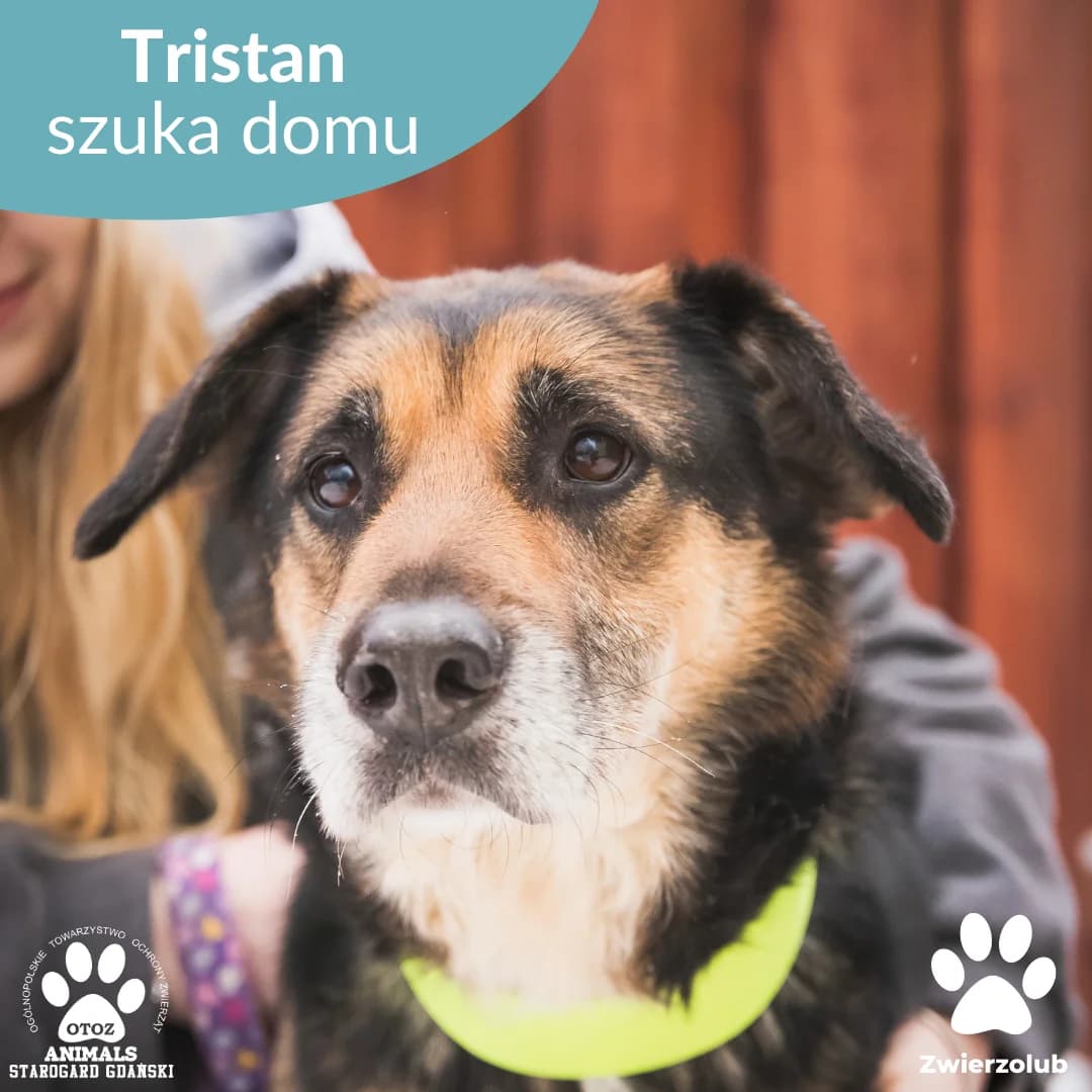 Tristan, podpalany male 5yo Mixed Breed for adoption at OTOZ Animals — Schronisko w Starogardzie Gdańskim
