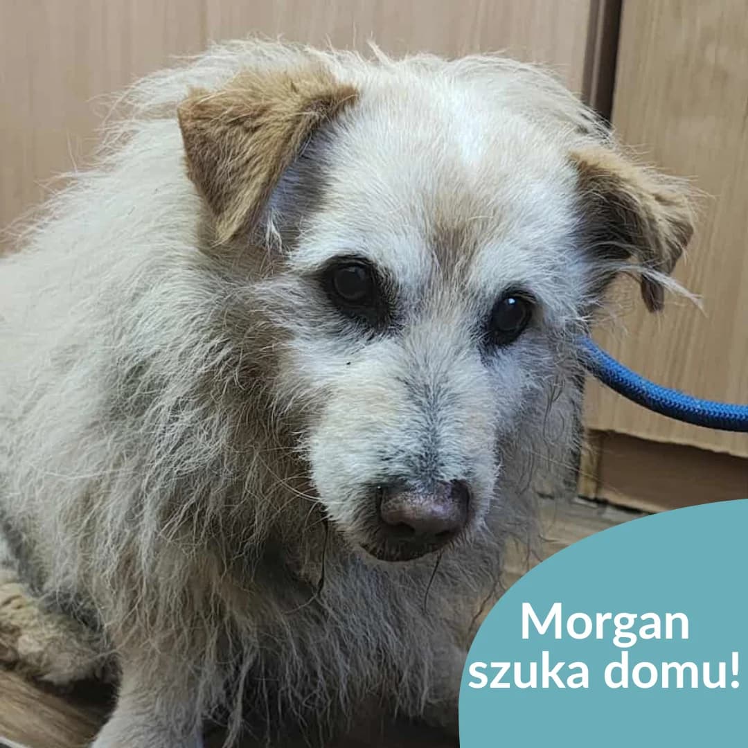 Morgan, beżowy male senior Mixed Breed for adoption at OTOZ Animals — Schronisko w Starogardzie Gdańskim