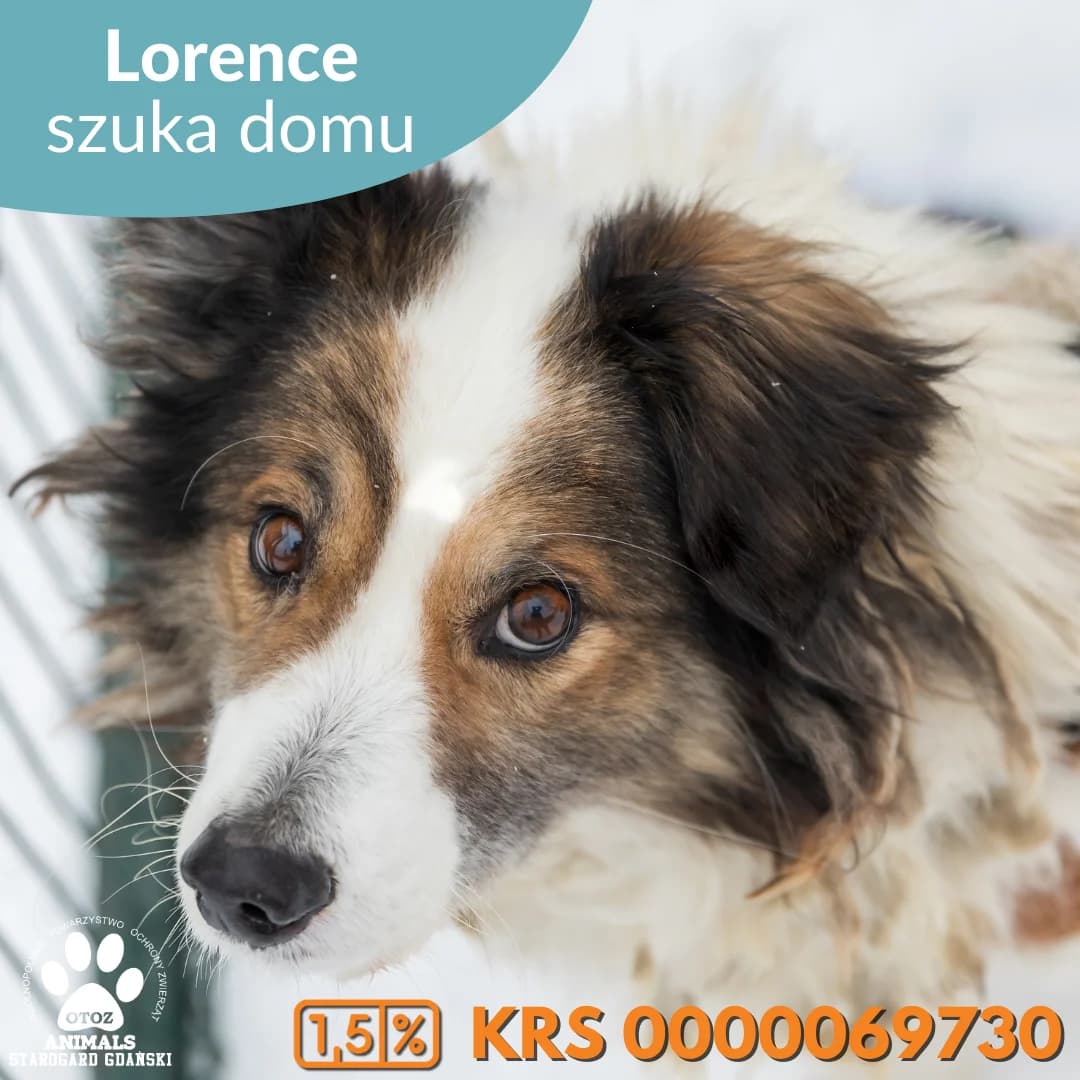 Lorence, male 5yo Mixed Breed for adoption at OTOZ Animals — Schronisko w Starogardzie Gdańskim