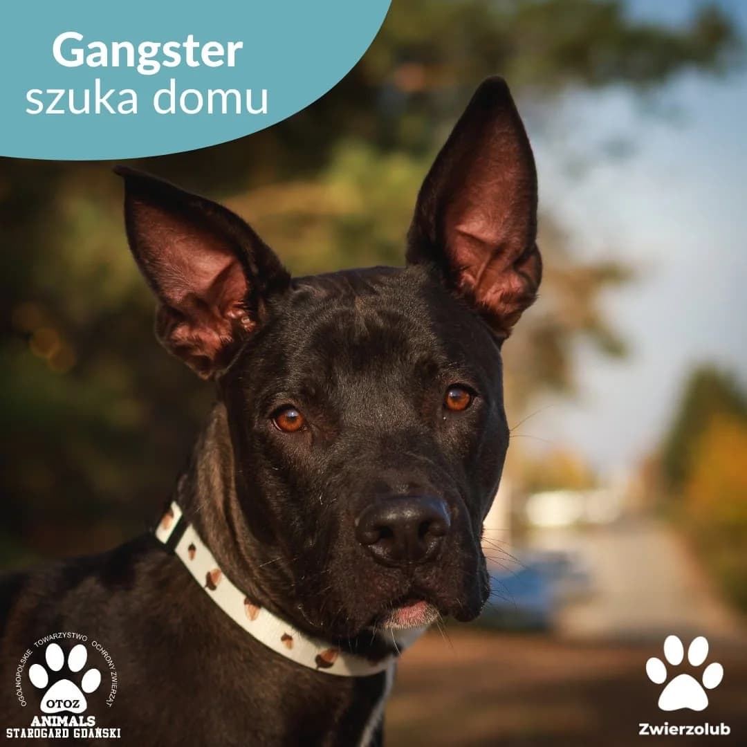 Gangster, czarny male 5yo Mixed Breed for adoption at OTOZ Animals — Schronisko w Starogardzie Gdańskim