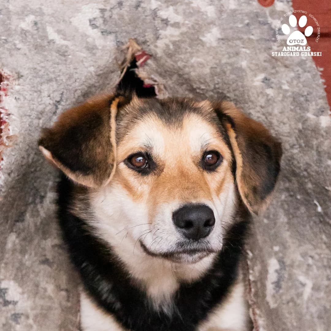 Tutti, male 5yo Mixed Breed for adoption at OTOZ Animals — Schronisko w Starogardzie Gdańskim