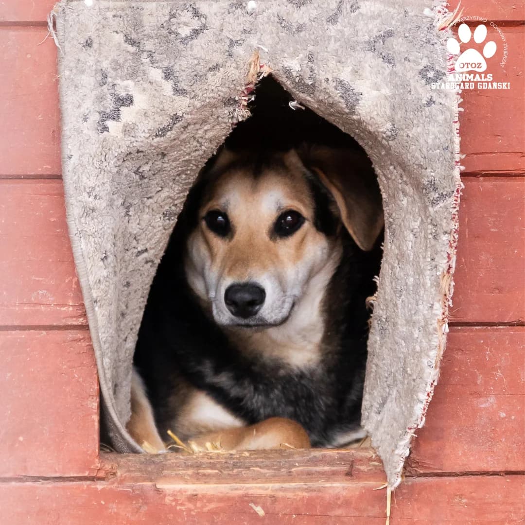 Frutti, male 5yo Mixed Breed for adoption at OTOZ Animals — Schronisko w Starogardzie Gdańskim