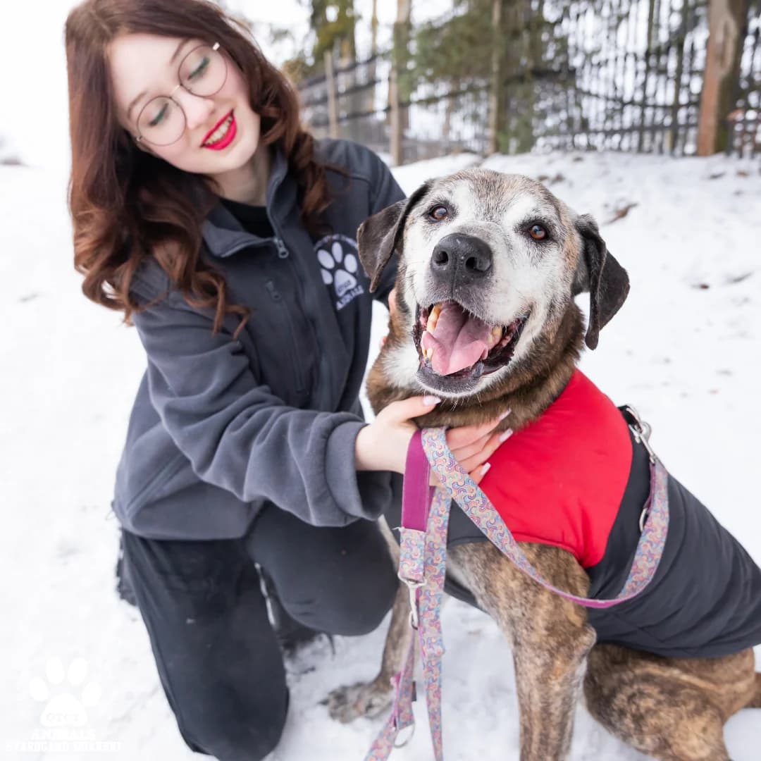 Spajki, male 5yo Mixed Breed for adoption at OTOZ Animals — Schronisko w Starogardzie Gdańskim