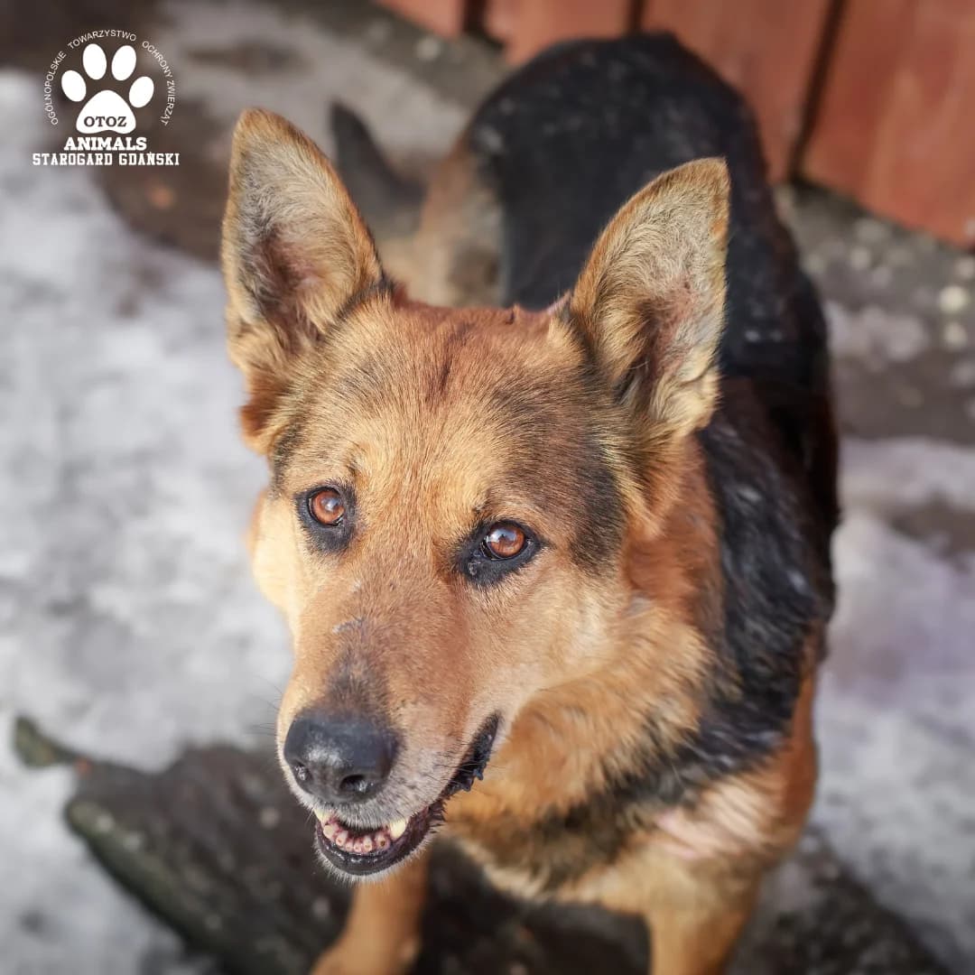 Madlen, female 5yo Mixed Breed for adoption at OTOZ Animals — Schronisko w Starogardzie Gdańskim