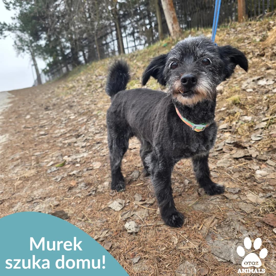 Murek, czarny male senior Mixed Breed for adoption at OTOZ Animals — Schronisko w Starogardzie Gdańskim