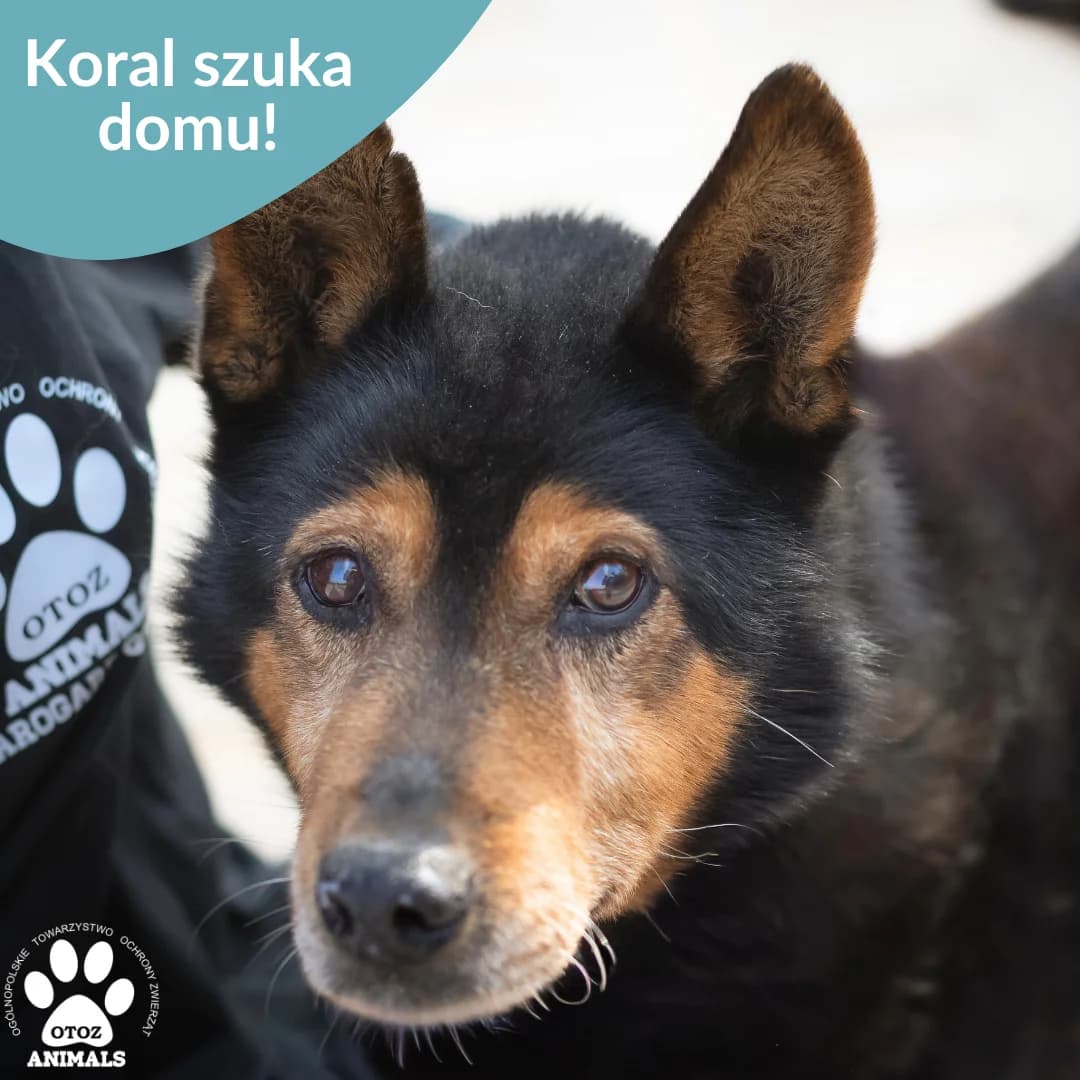 Koral, podpalany male senior Mixed Breed for adoption at OTOZ Animals — Schronisko w Starogardzie Gdańskim