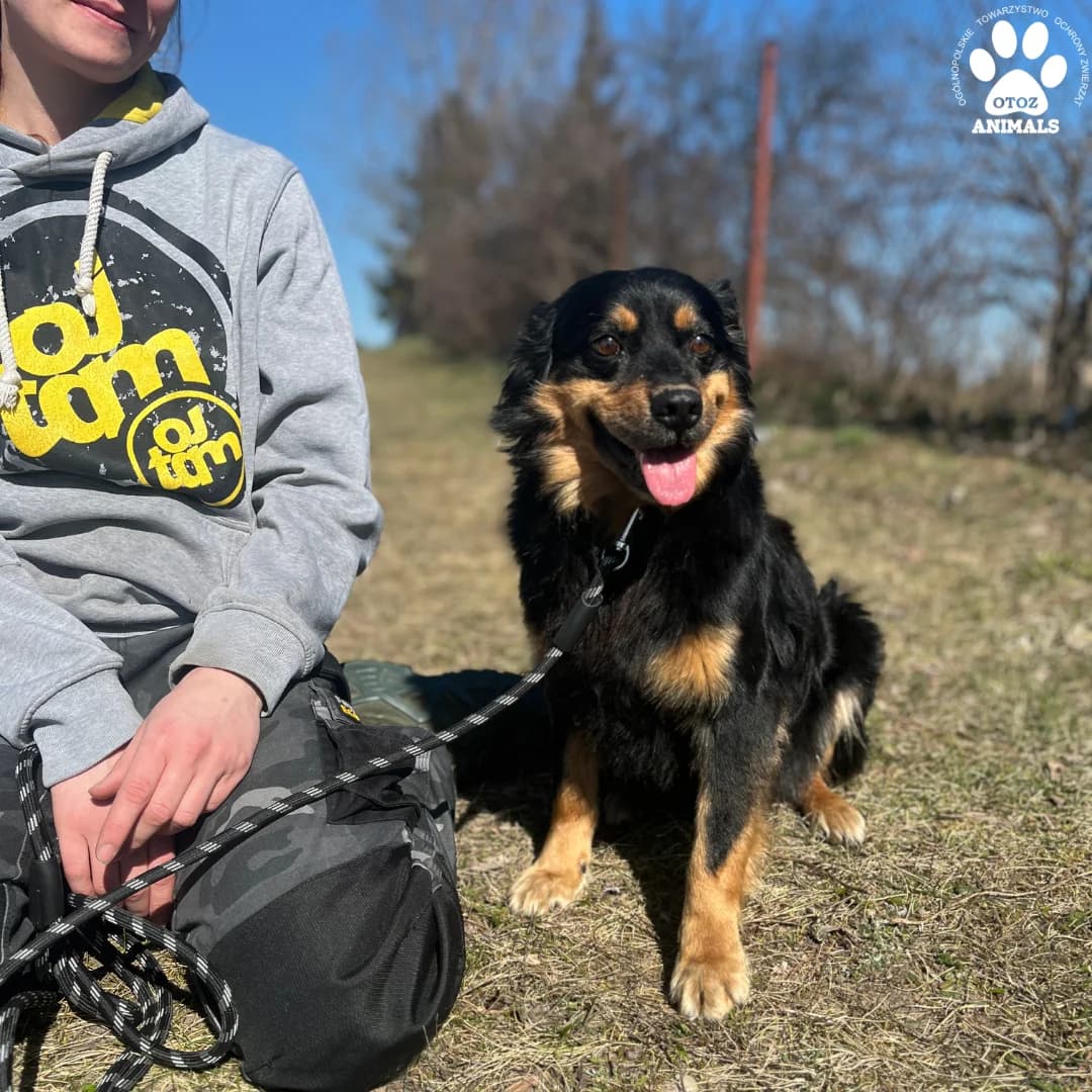 Goku, podpalany male young Mixed Breed for adoption at OTOZ Animals — Schronisko w Starogardzie Gdańskim