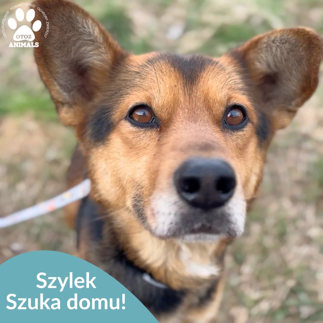 Szylek, podpalany male 5yo Mixed Breed for adoption at OTOZ Animals — Schronisko w Starogardzie Gdańskim