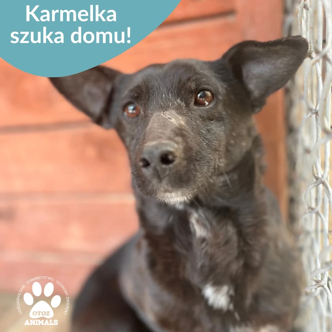 Karmelka, czarny male 5yo Mixed Breed for adoption at OTOZ Animals — Schronisko w Starogardzie Gdańskim