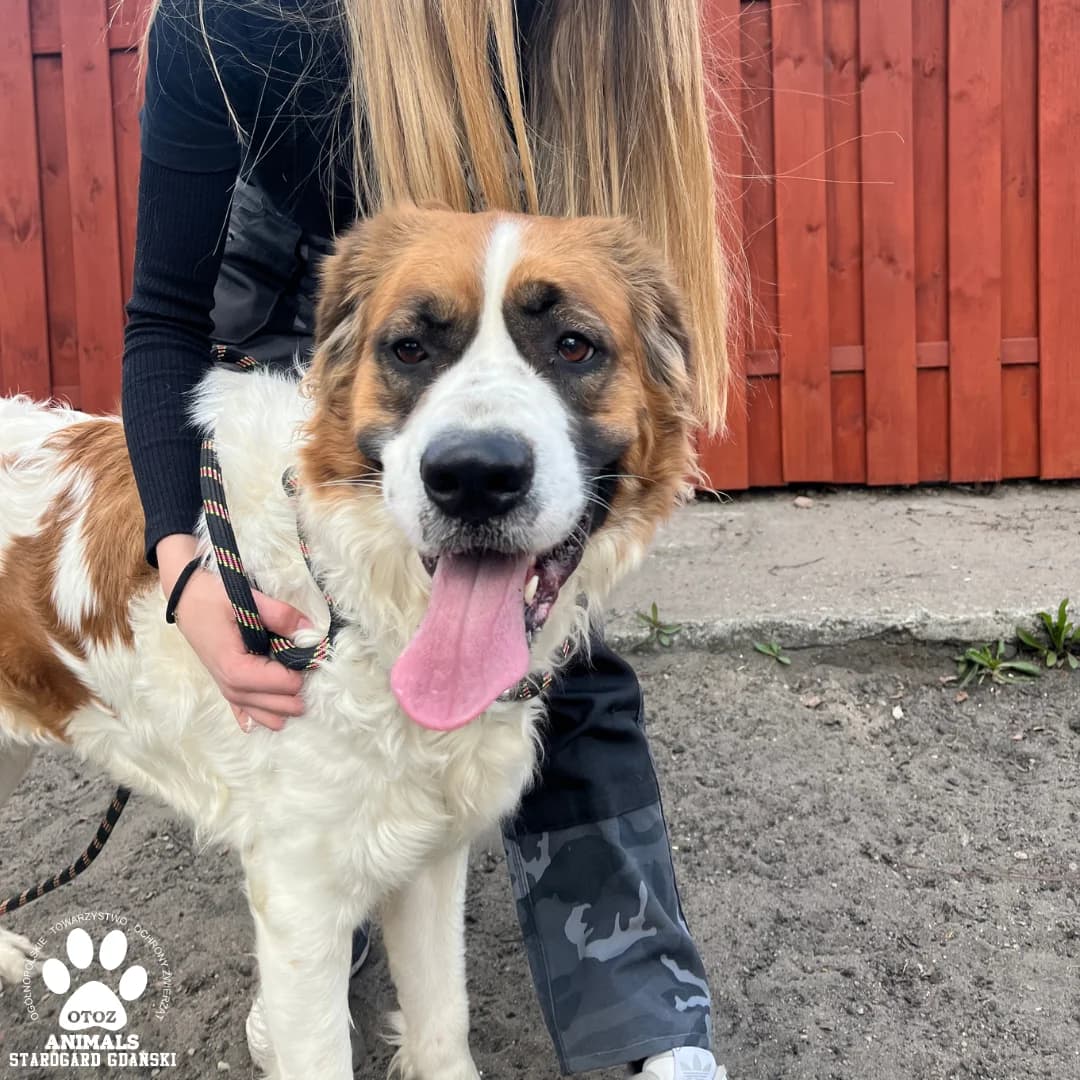 Landrynka, female young Saint Bernard for adoption at OTOZ Animals — Schronisko w Starogardzie Gdańskim