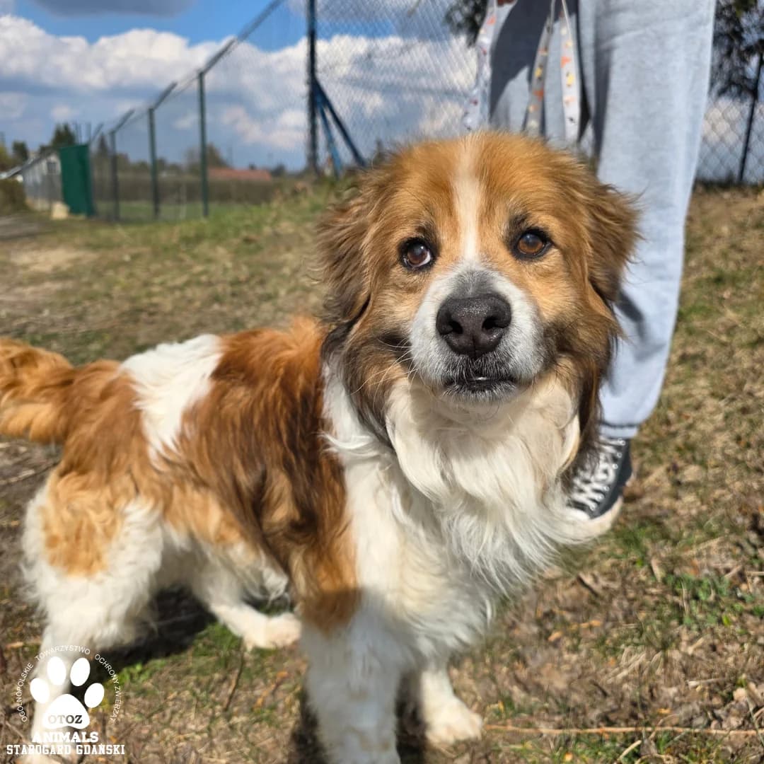 Saduś, 5yo Mixed Breed for adoption at OTOZ Animals — Schronisko w Starogardzie Gdańskim