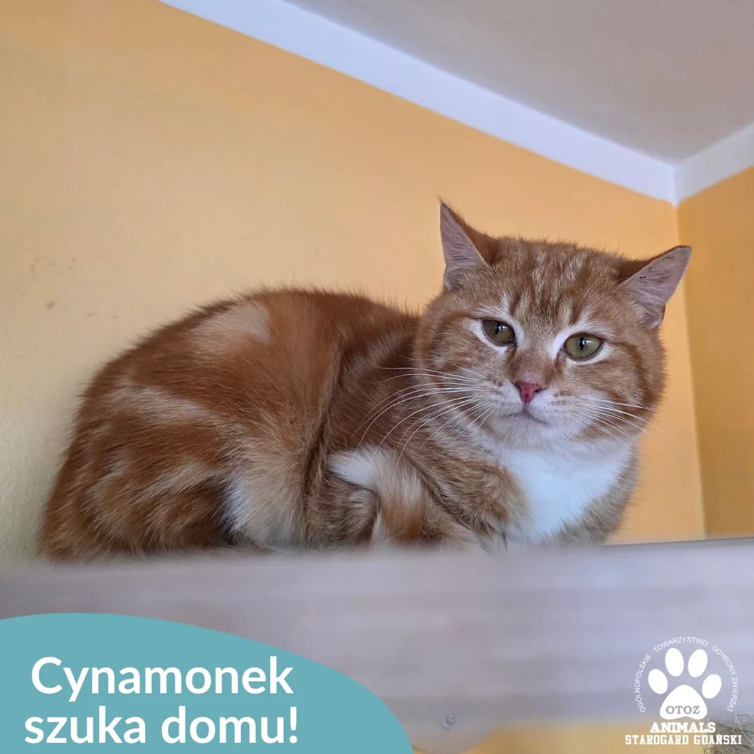 Cynamonek, rudy male 5yo Mixed Breed for adoption at OTOZ Animals — Schronisko w Starogardzie Gdańskim