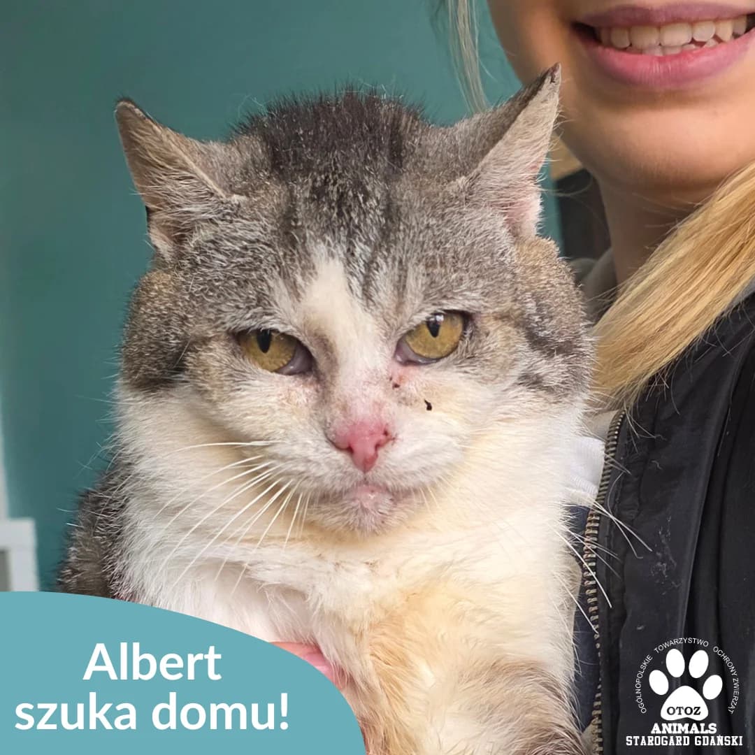 Sadek, male senior Mixed Breed for adoption at OTOZ Animals — Schronisko w Starogardzie Gdańskim