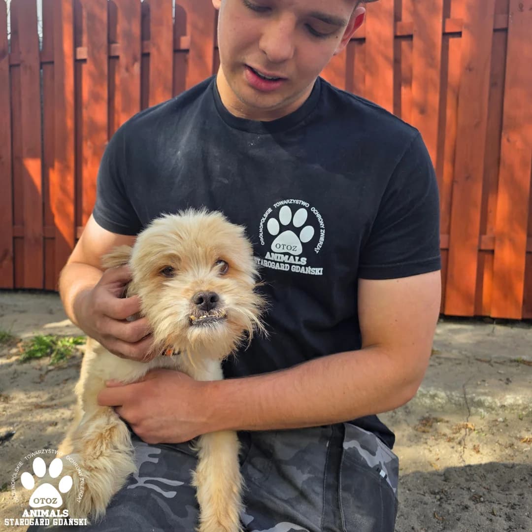 Shaggy, male 5yo Mixed Breed for adoption at OTOZ Animals — Schronisko w Starogardzie Gdańskim