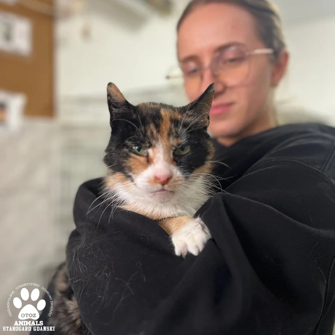 Zara, tricolor female young Mixed Breed for adoption at OTOZ Animals — Schronisko w Starogardzie Gdańskim