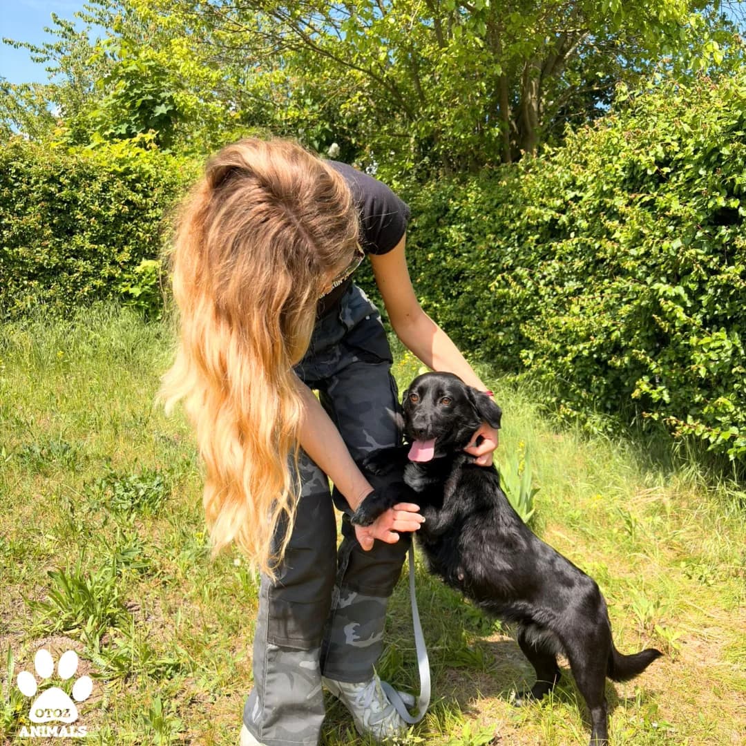 Frania, czarny female 5yo Mixed Breed for adoption at OTOZ Animals — Schronisko w Starogardzie Gdańskim