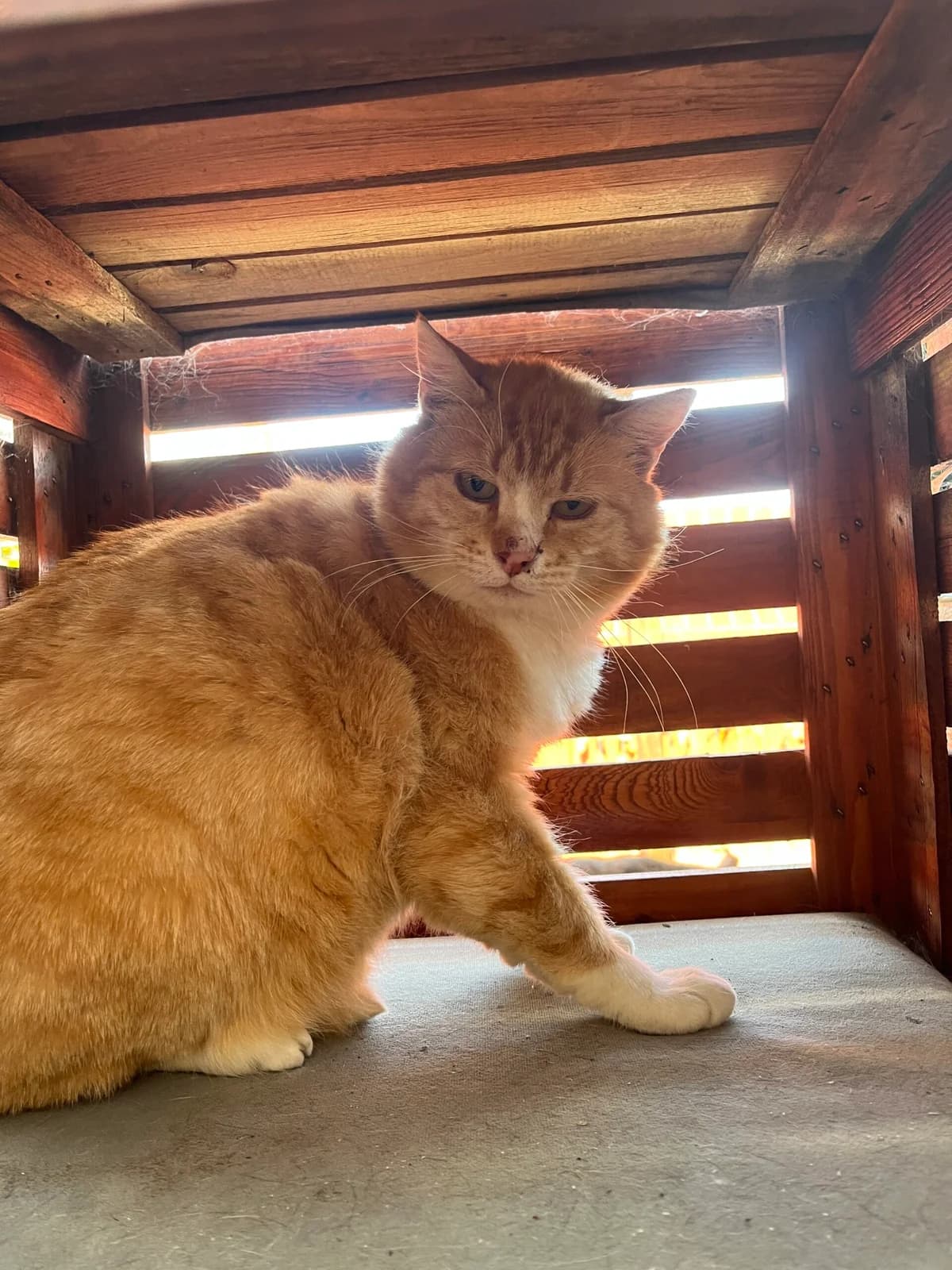 Miodzio, rudy male 5yo Mixed Breed for adoption at OTOZ Animals — Schronisko w Starogardzie Gdańskim