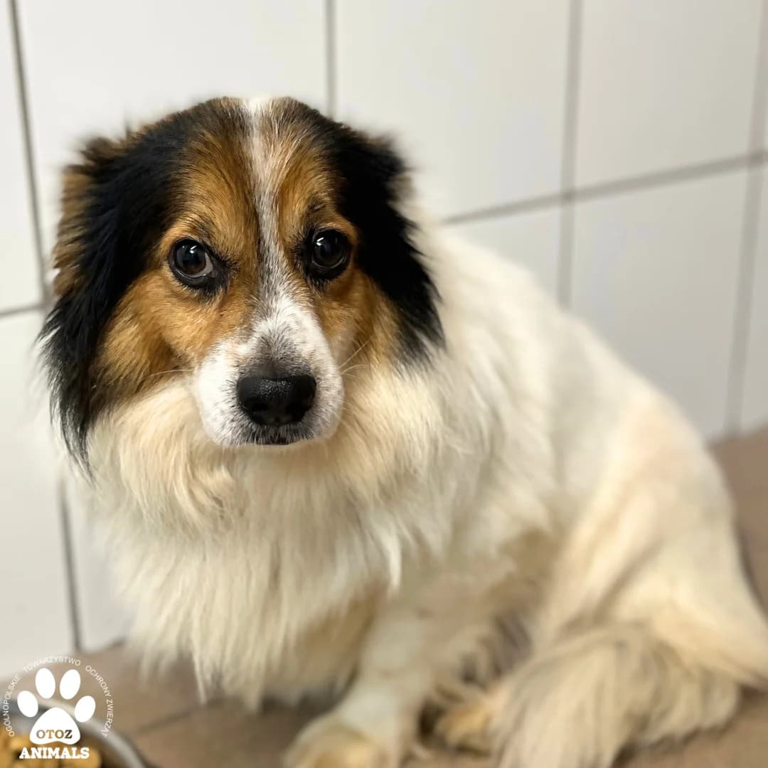 Todi, male 5yo Mixed Breed for adoption at OTOZ Animals — Schronisko w Starogardzie Gdańskim