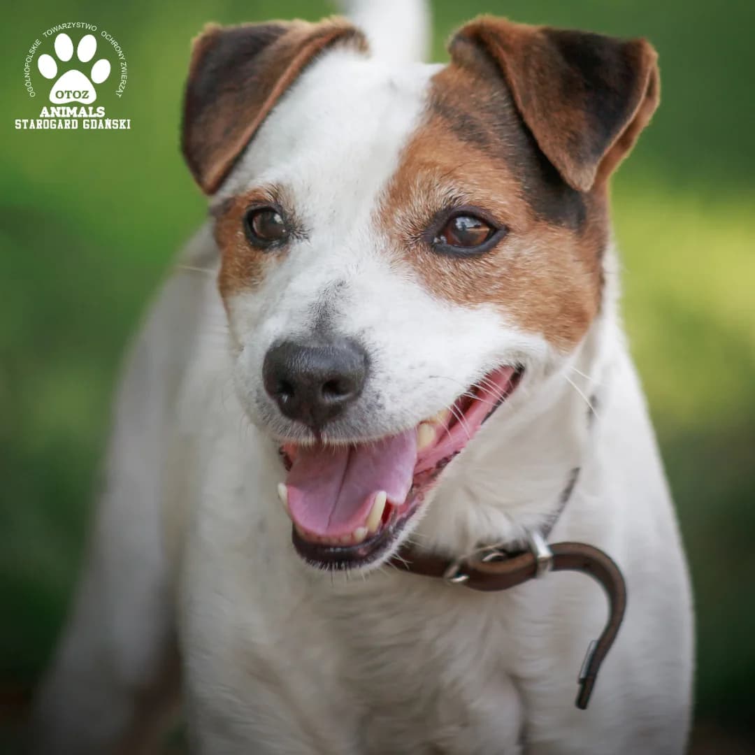 Edi, male 5yo Jack Russell Terrier for adoption at OTOZ Animals — Schronisko w Starogardzie Gdańskim
