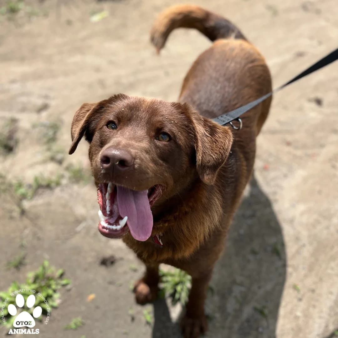 Brownie, male young Mixed Breed for adoption at OTOZ Animals — Schronisko w Starogardzie Gdańskim
