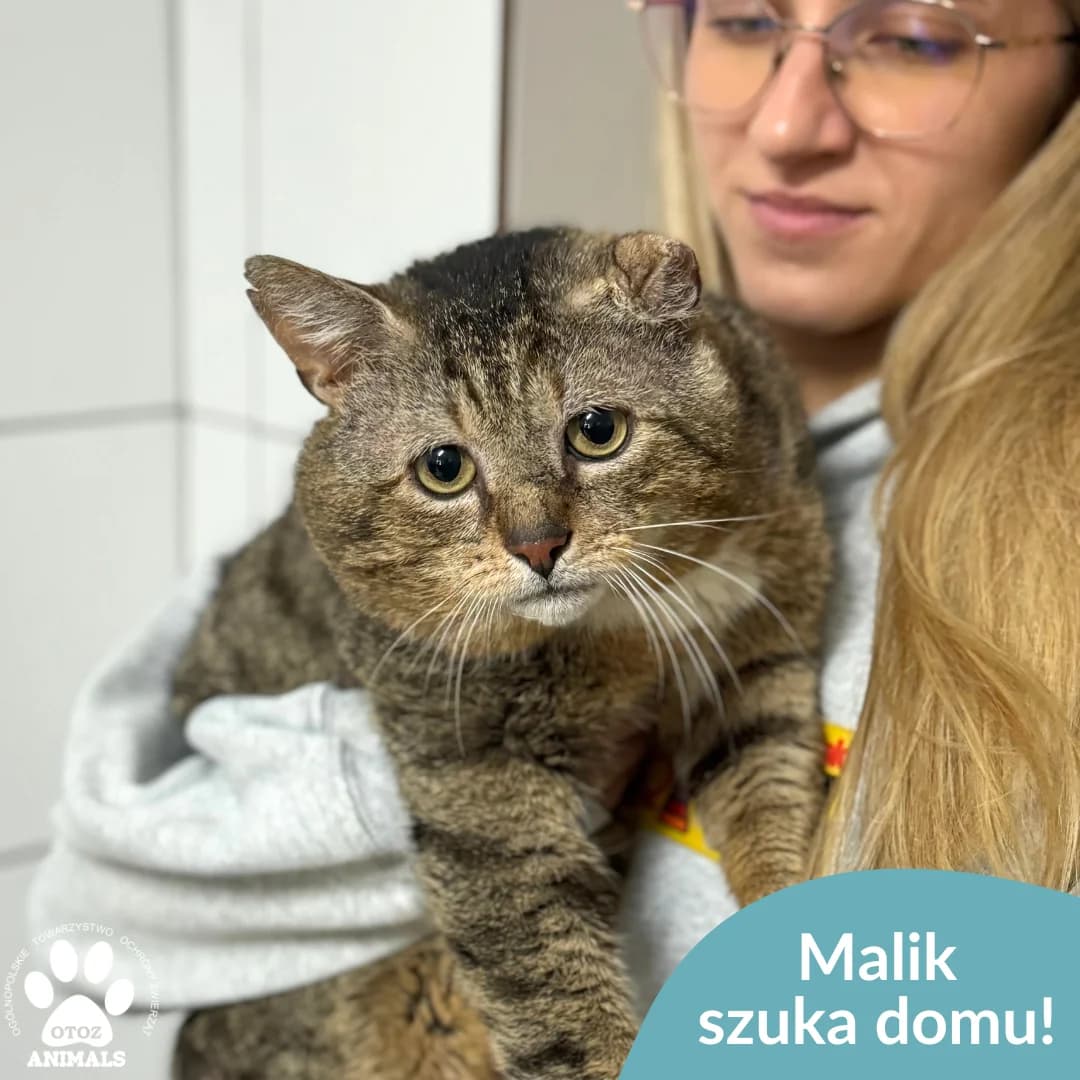 Malik, male 5yo Mixed Breed for adoption at OTOZ Animals — Schronisko w Starogardzie Gdańskim