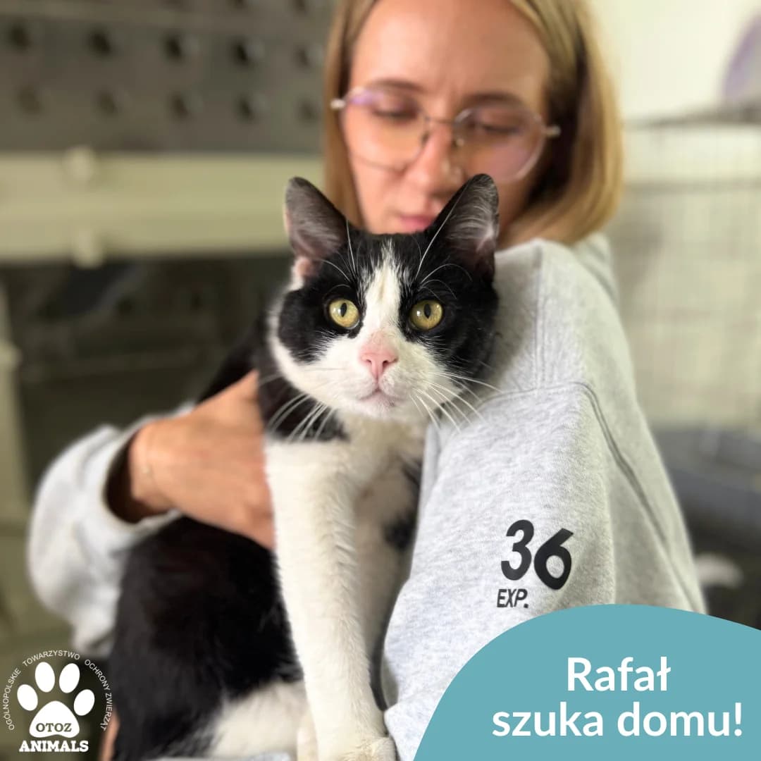 Rafał, male 5yo Mixed Breed for adoption at OTOZ Animals — Schronisko w Starogardzie Gdańskim