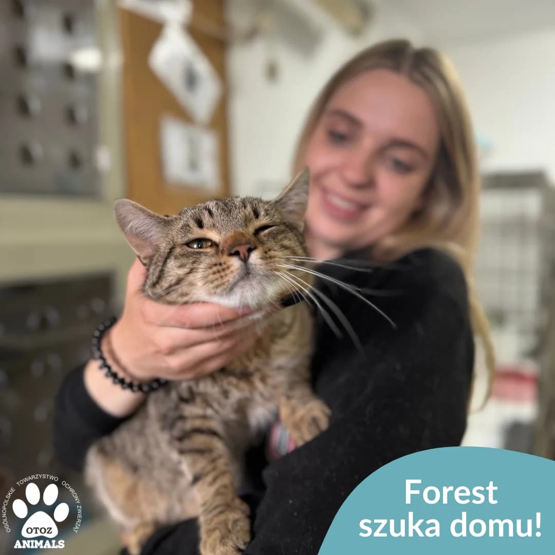 Forest, male 5yo Mixed Breed for adoption at OTOZ Animals — Schronisko w Starogardzie Gdańskim