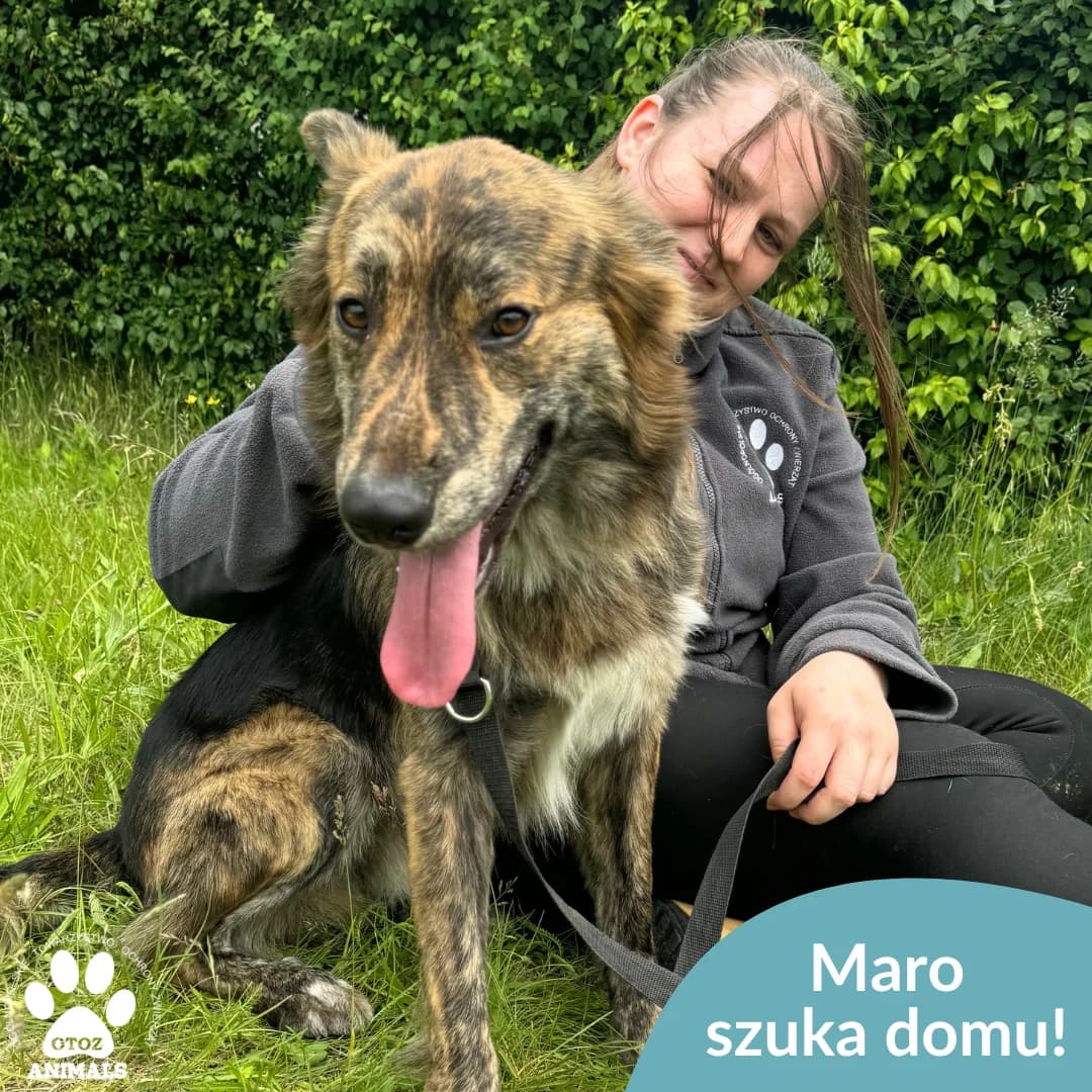 Maro, male young Mixed Breed for adoption at OTOZ Animals — Schronisko w Starogardzie Gdańskim