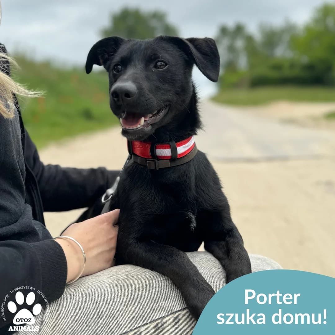 Porter, male young Mixed Breed for adoption at OTOZ Animals — Schronisko w Starogardzie Gdańskim