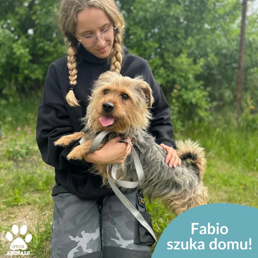 Fabio, male young Yorkshire Terrier for adoption at OTOZ Animals — Schronisko w Starogardzie Gdańskim