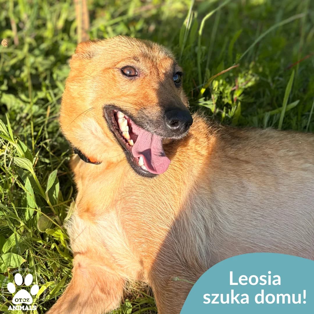 Leosia, female 5yo Mixed Breed for adoption at OTOZ Animals — Schronisko w Starogardzie Gdańskim