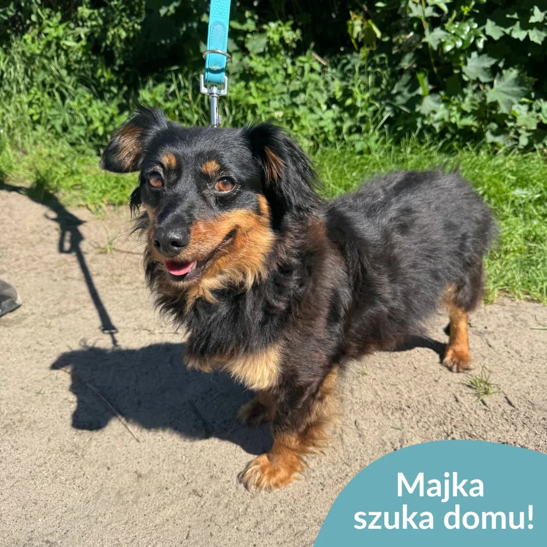 Majka, podpalany female young Mixed Breed for adoption at OTOZ Animals — Schronisko w Starogardzie Gdańskim