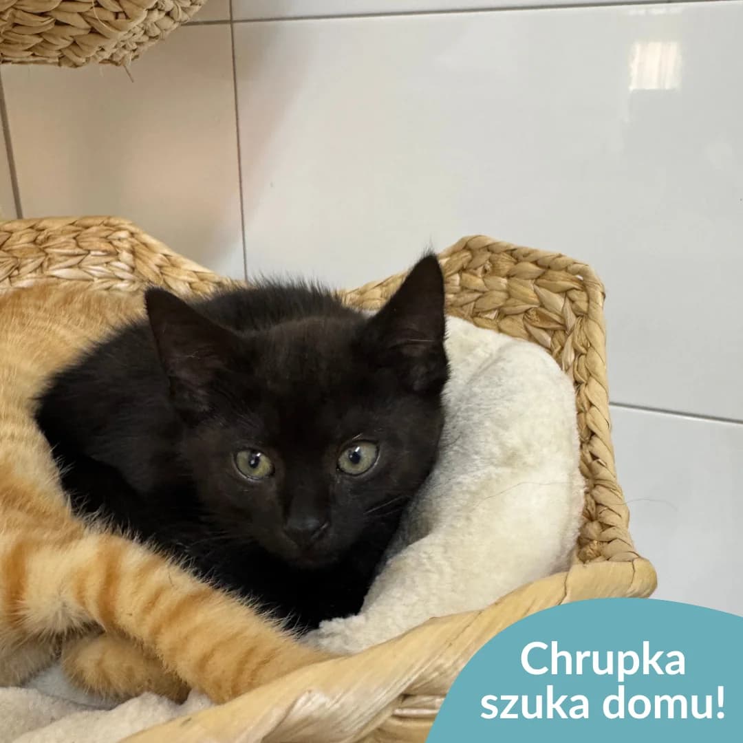 Chrupka, czarny female young Mixed Breed for adoption at OTOZ Animals — Schronisko w Starogardzie Gdańskim