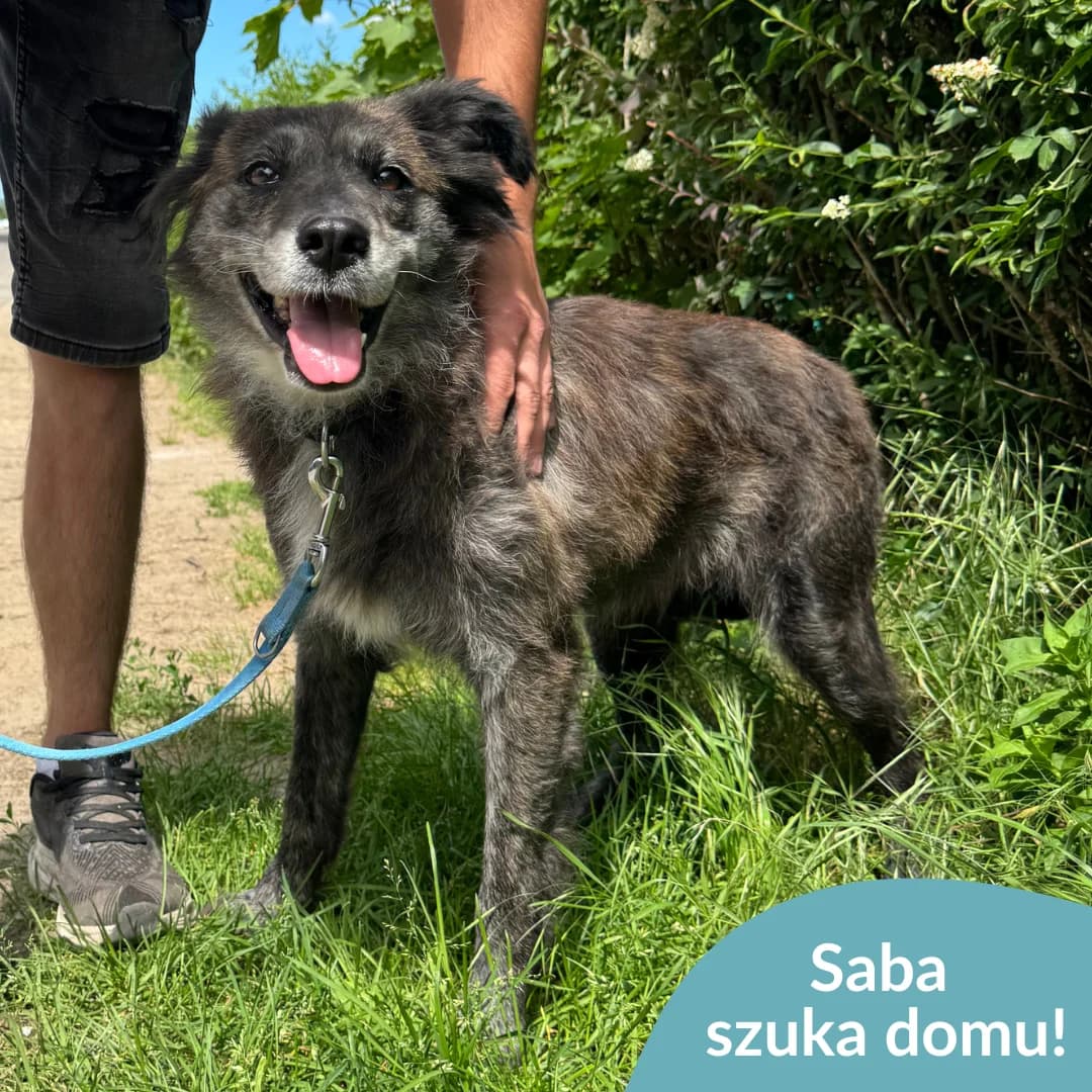 Saba, female 5yo Mixed Breed for adoption at OTOZ Animals — Schronisko w Starogardzie Gdańskim