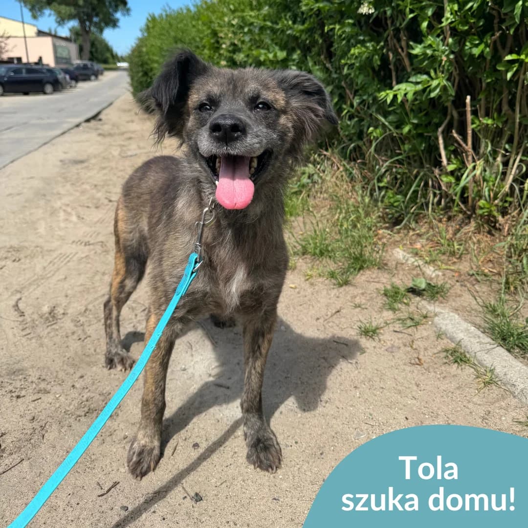 Tola, female 5yo Mixed Breed for adoption at OTOZ Animals — Schronisko w Starogardzie Gdańskim