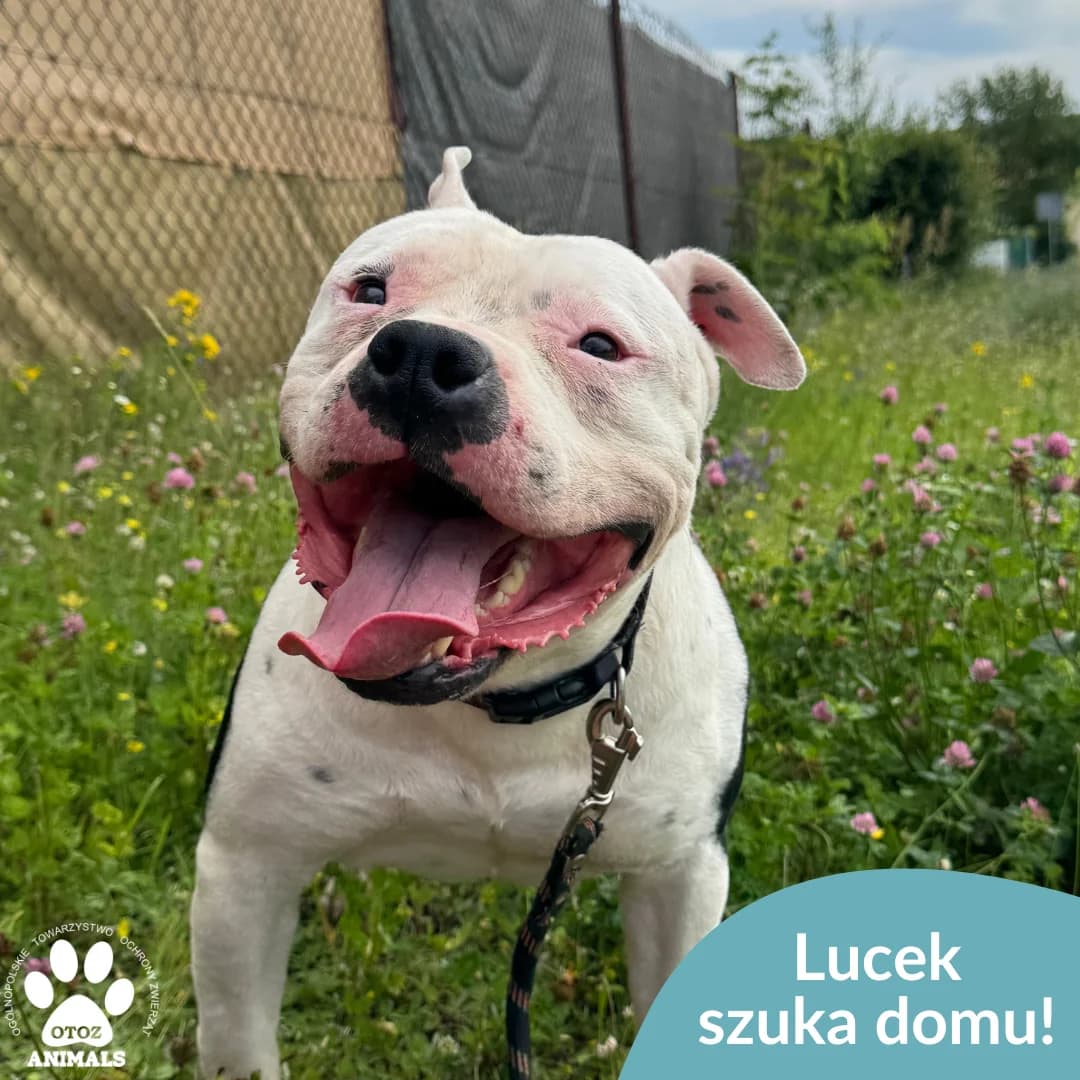 Lucek, male 5yo Mixed Breed for adoption at OTOZ Animals — Schronisko w Starogardzie Gdańskim