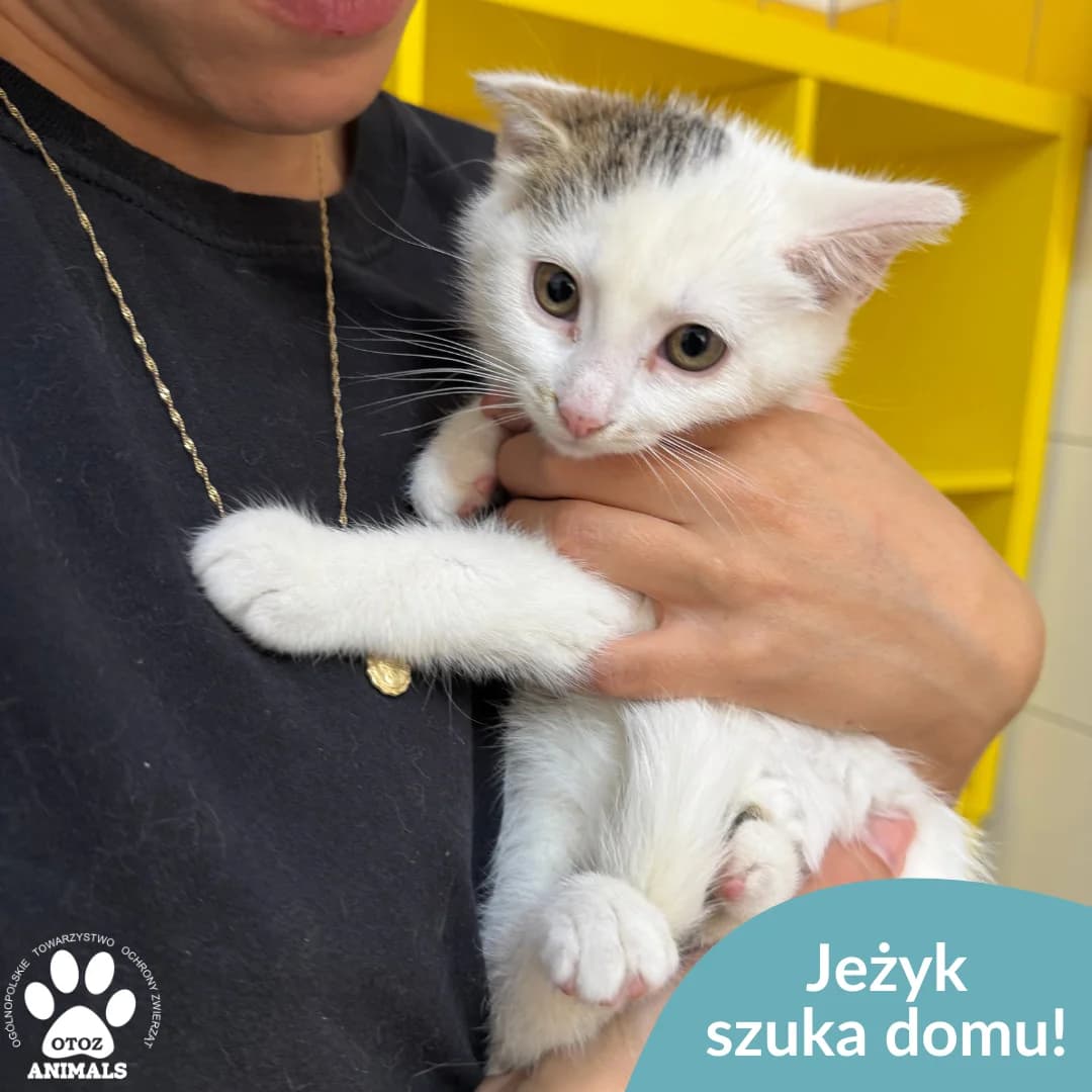 Jeżyk, male young Mixed Breed for adoption at OTOZ Animals — Schronisko w Starogardzie Gdańskim