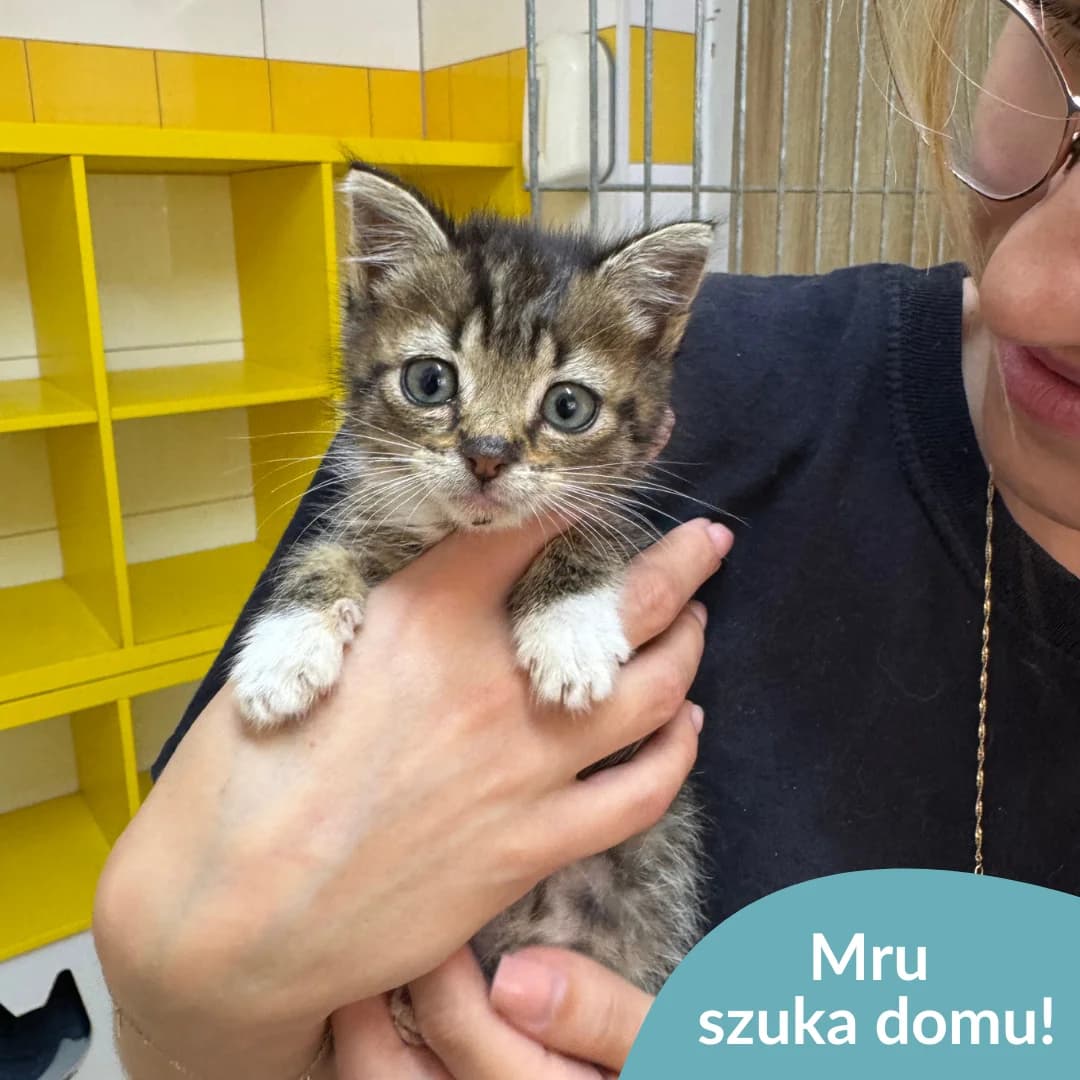 Mru, tabby / pręgowany male young Mixed Breed for adoption at OTOZ Animals — Schronisko w Starogardzie Gdańskim